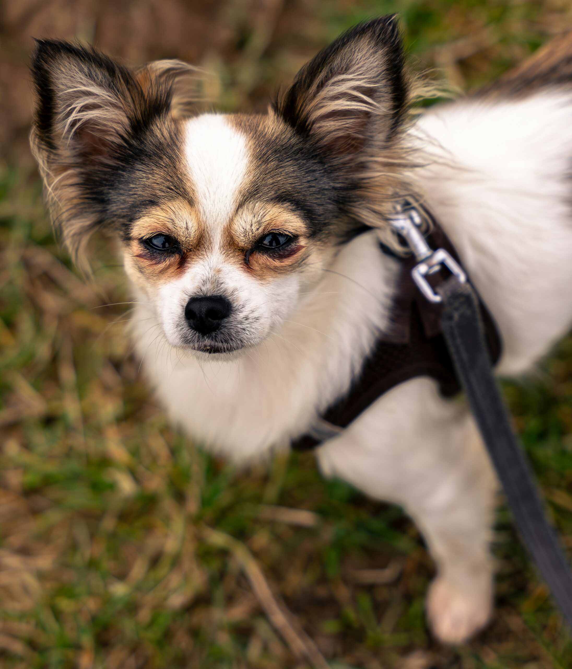 Picking the Perfect Harness and Leash for Your Chihuahua