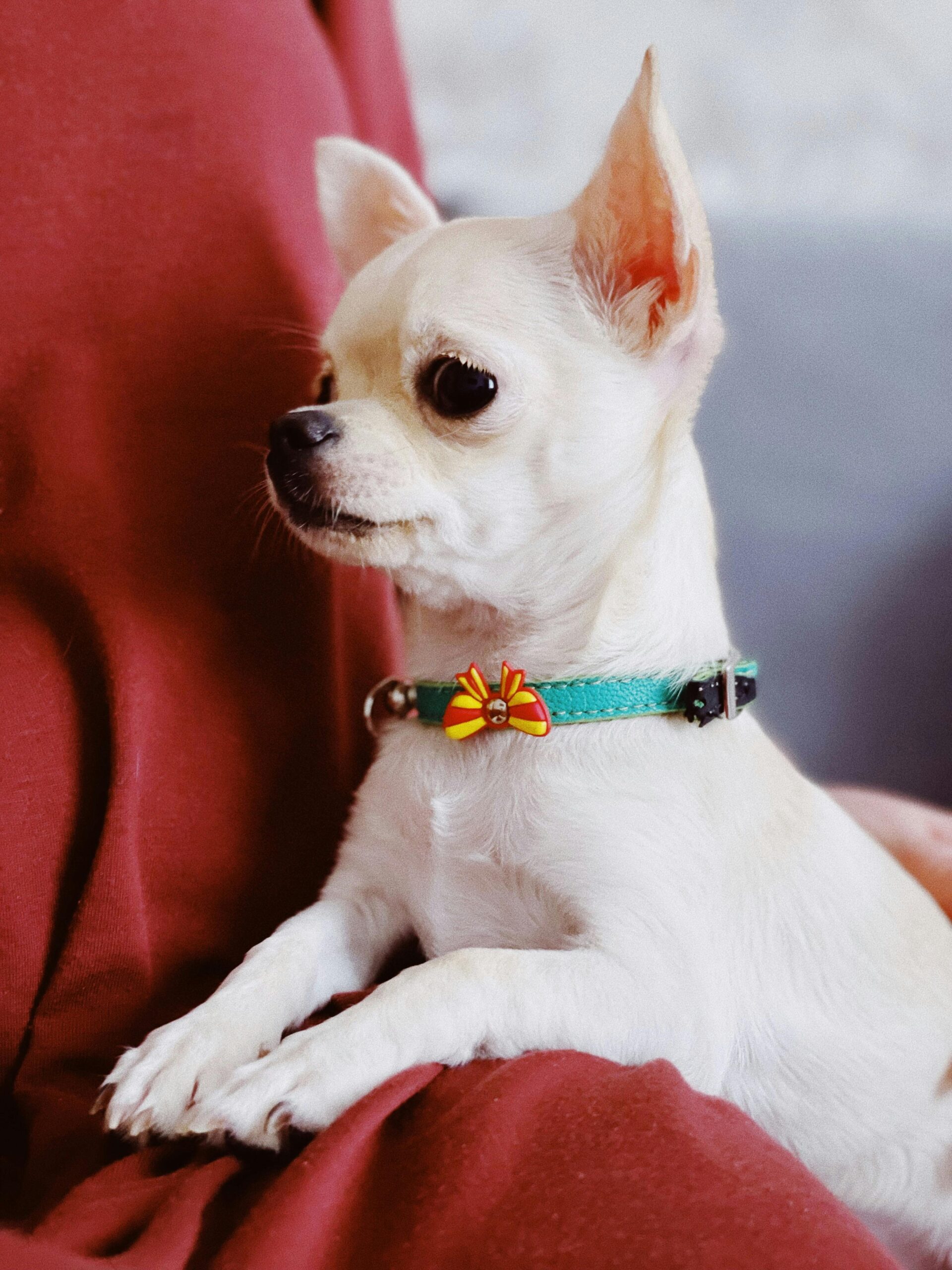 Chihuahua Sitting on Persons Lap