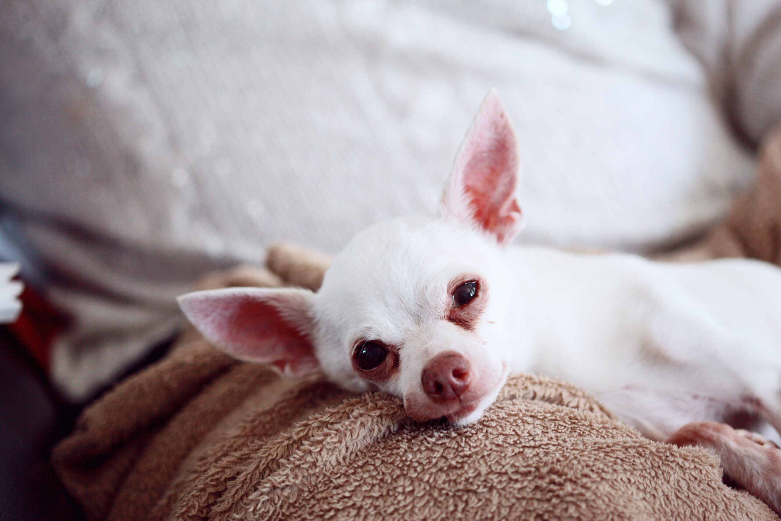 short-coat white puppy on brown surface